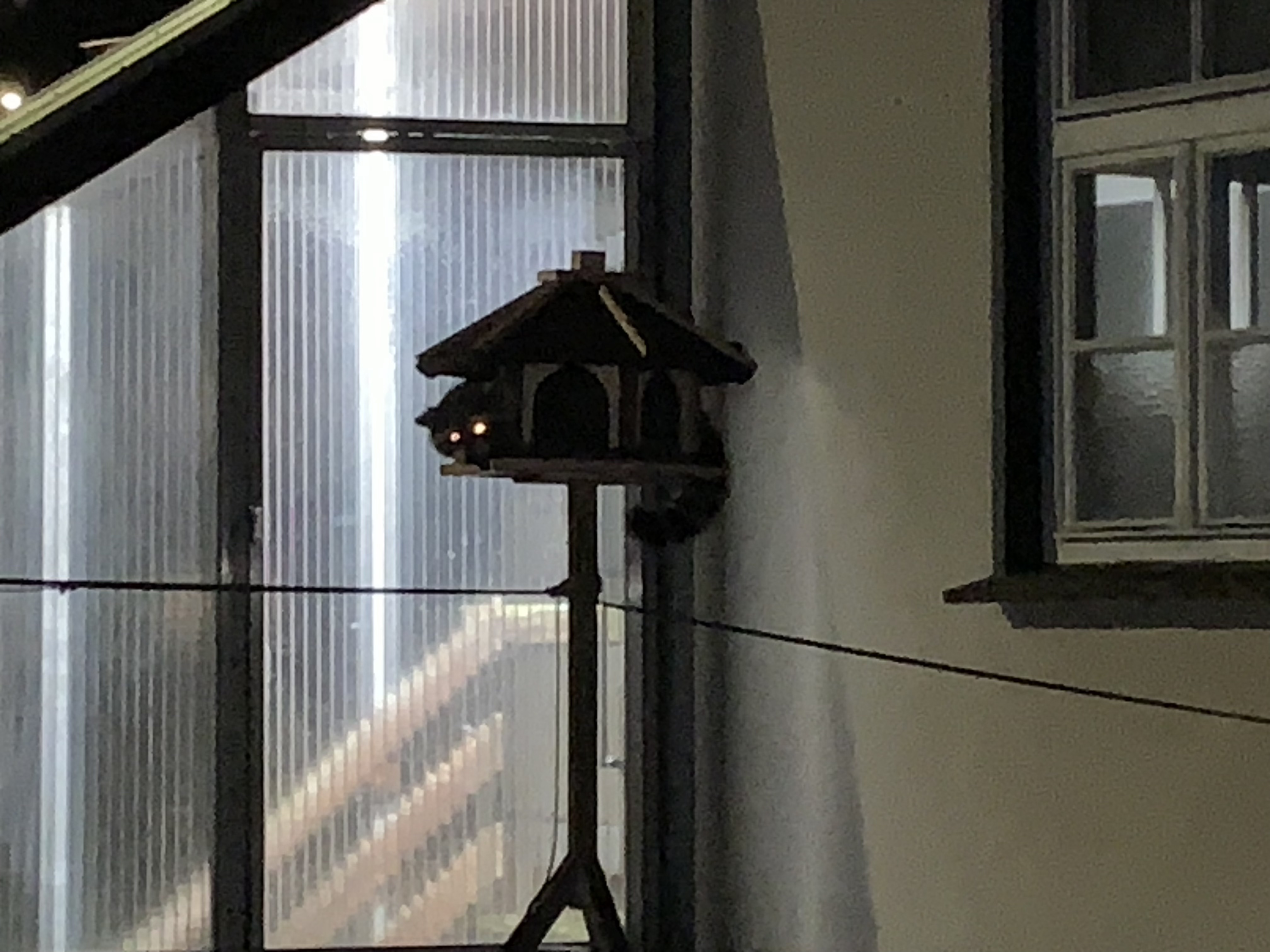 Was ist das denn für ein komischer Vogel?