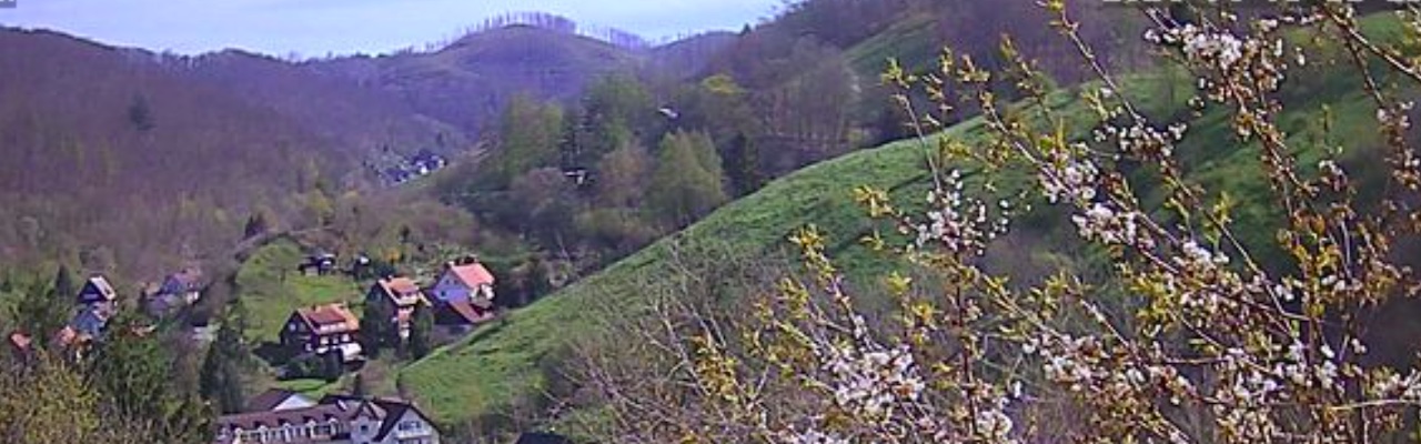 Kirschblüte am Heinrich-Heine-Blick, 04.2024 (c) webcam